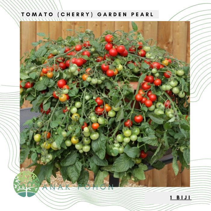 Benih Bibit Biji - Tomato (Cherry) Garden Pearl Tomat Ceri Seeds - IMPORT Benih Biji