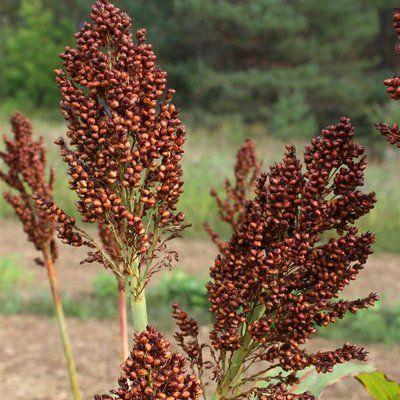 NEW BENIH SORGUM MERAH ISI 50 BIJI