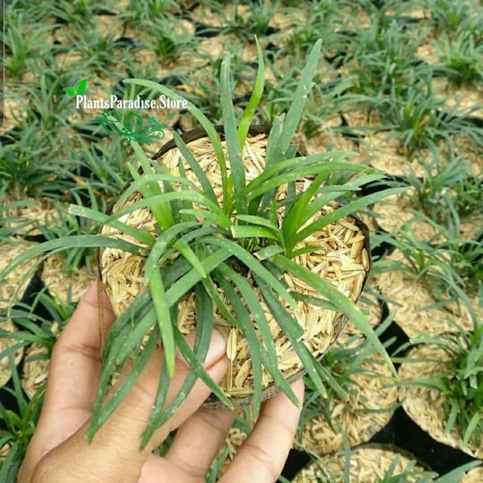 Tanaman hias kucai mini - lily kucai mini - rumput kucai mini