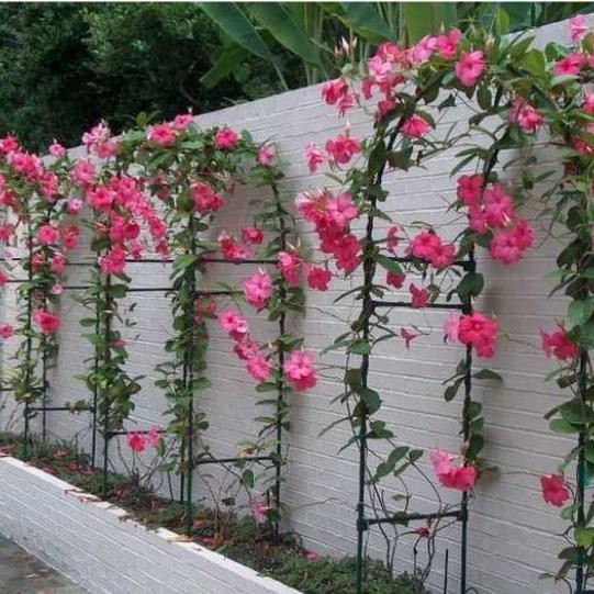 

tanaman mandavila tanaman rambat