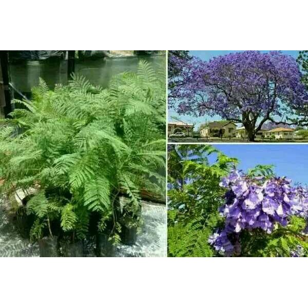 

bibit tanaman jakaranda