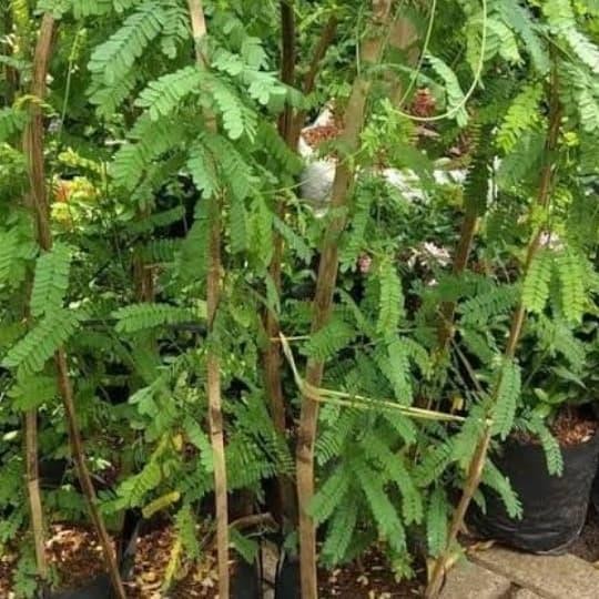 Jlterang Pohon Saga Obat Batuk