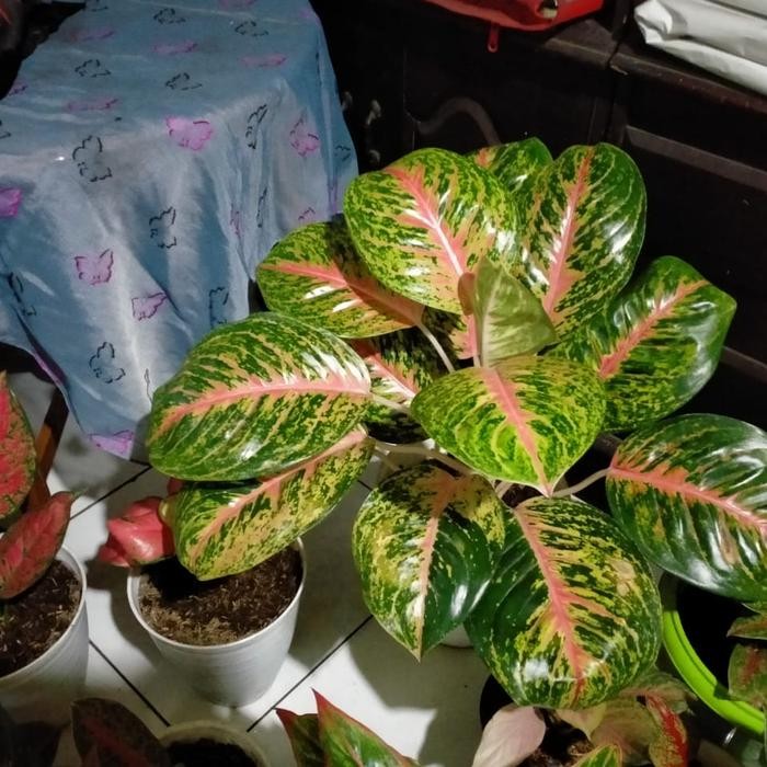 Jlterang Aglonema Big Papa Jumbo