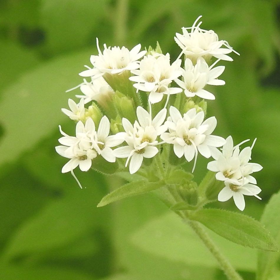 Flash Sale - 10 Bibit Benih Stevia