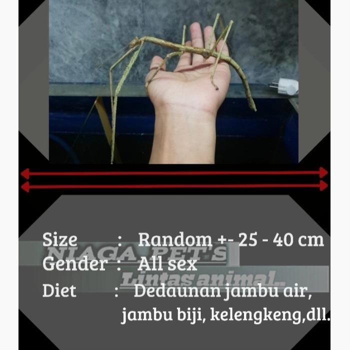 AMPUH giant stick insect