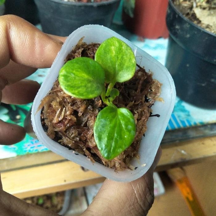 anthurium clarinervium varigata