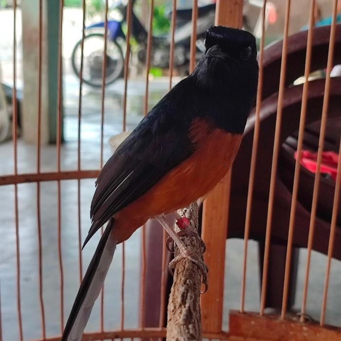 Murai Batu Medan Bahorok Asli