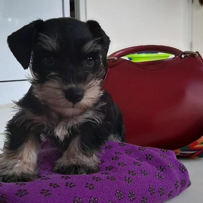 Jual Puppy Miniature Schnauzer Anakan Anjing