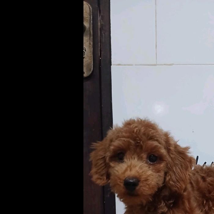 tiny poodle, jantan & betina usia 4 bulan