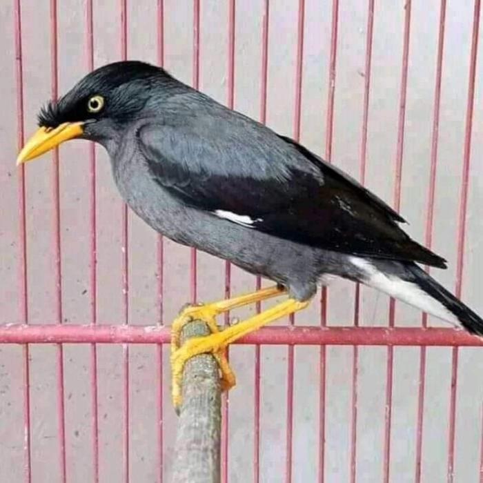 Jayus - Burung Jalak Kebo Gacor
