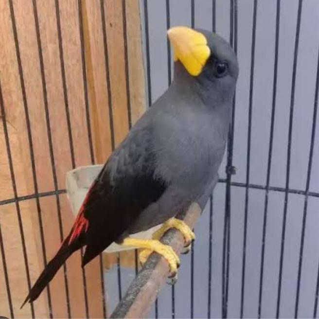 Jayus - Burung Jalak Rio Jantan