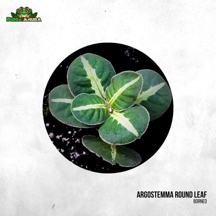 

Tanaman Vivarium Argostemma SP White Veins