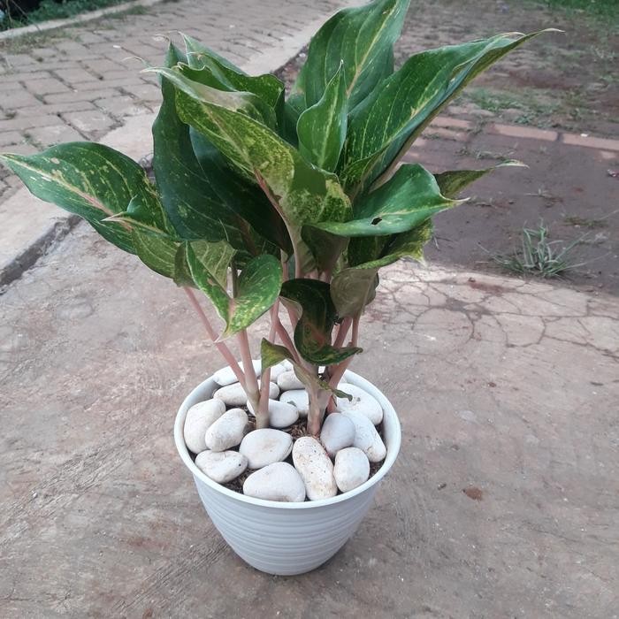 

jual tanaman aglo batterflay/dan pot