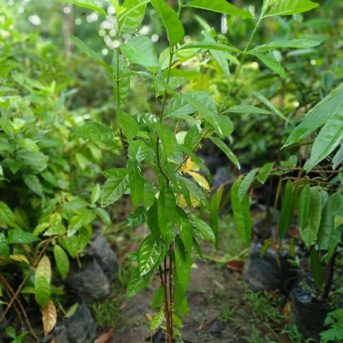 Jlterang Bibit Tanaman Blueberry Lokal/Jamfruit