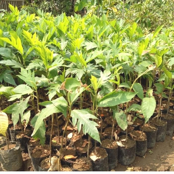 DISKON Bibit tanaman pohon kluwih / sayur kluwih