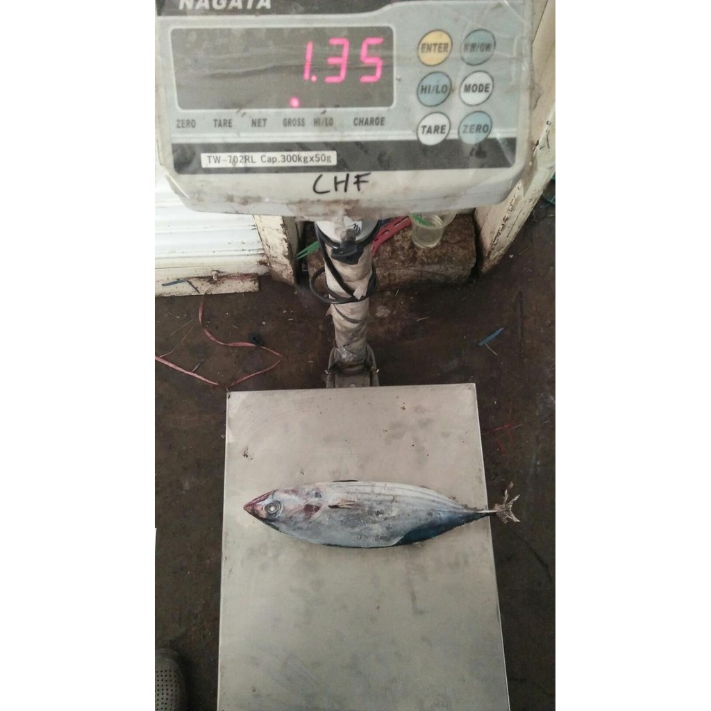 

Pilihan- Ikan Deho/ Cakalang / Tongkol 1 Up Beku Frozen Fish