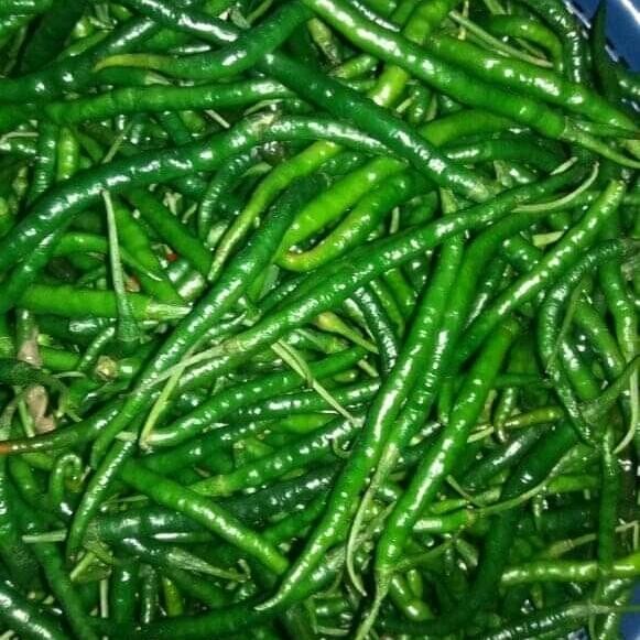 

Pilihan- Cabe Ijo Kriting. Kualitas Super