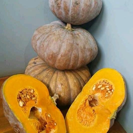 

Pilihan- Labu Kuning Per Buah.