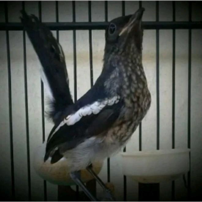 burung kacer trotol mh jantan