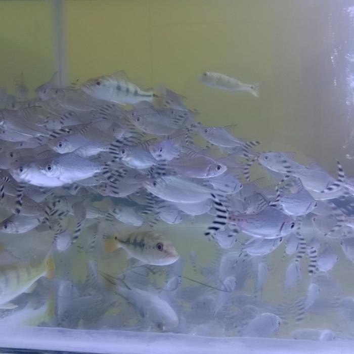 HIASAN AQUARIUM YFF YELLOW FEIFENG