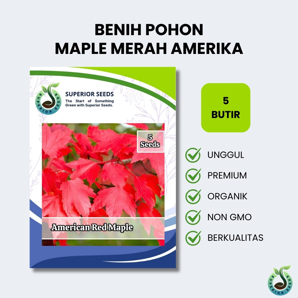 Biji Benih Pohon Maple Merah Amerika | American Red Maple Impor (Superior Seeds)