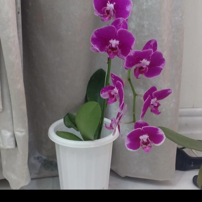 BIBIT TANAMAN ANGGREK BULAN UNGU PUTIH REMAJA SIAP BERBUNGA