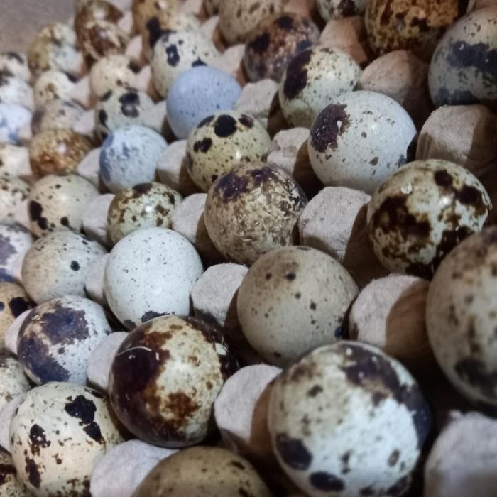 Segar&amanah- Telur Puyuh / Telur Burung Puyuh (45 Butir)