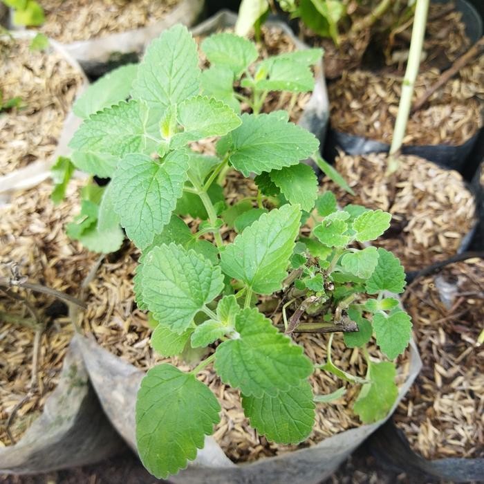 Tanaman catnip kucing/ nepeta cataria