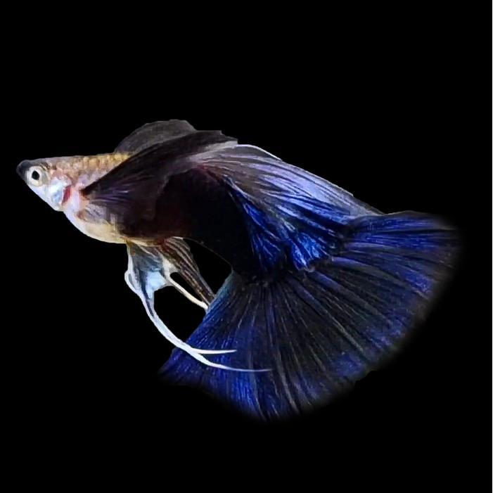 Guppy HB Blue Premium / Half Black Blue / Ikan Hias Air Tawar Aquascape