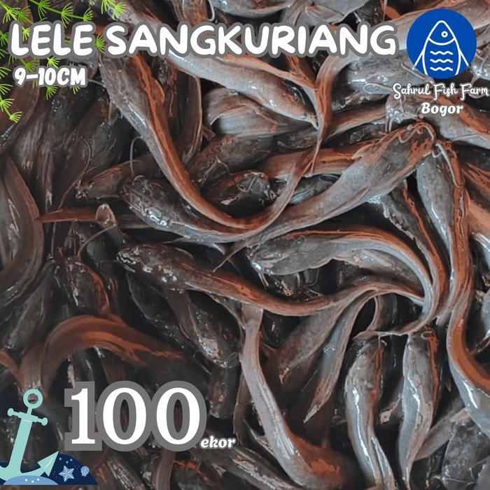 TERLENGKAP PAKET 100EKOR - Bibit Lele Sangkuriang 9-10cm Bogor Depok SFFB