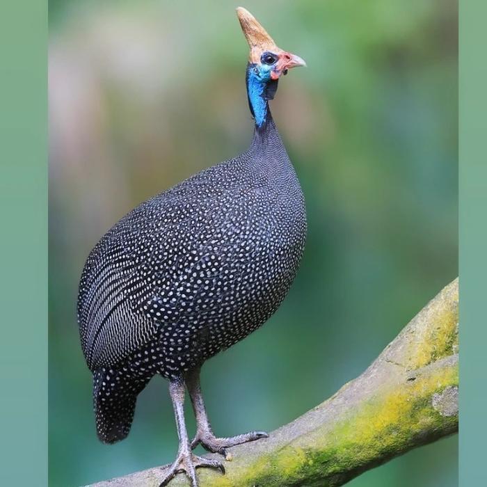 TERBARUUU ayam mutiara sepasang pilihan