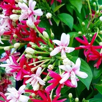 

tanaman melati belanda