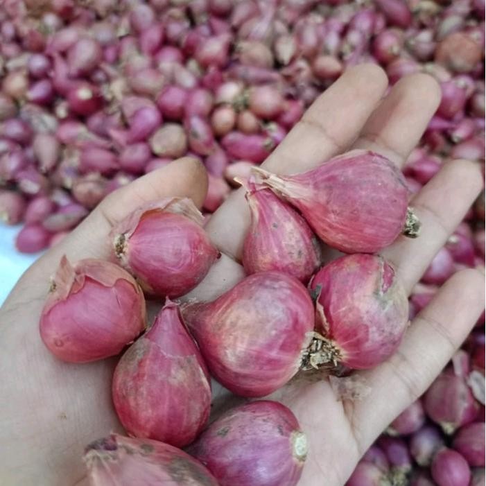 

TERLARIS Bawang Merah Asli Probolinggo 1Kg Ukuran Tanggung Kasar Rasa Khas Daerah READY STOCK