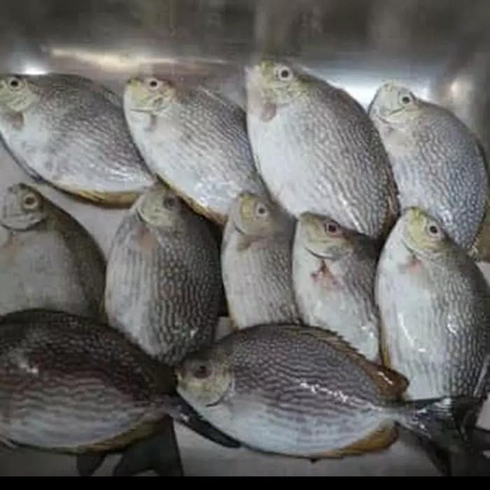 

Pilihan- Ikan Baronang Segar Fres