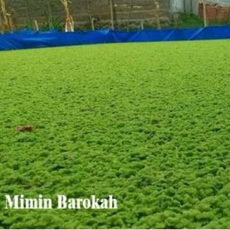 Rumput Azolla / Bibit Azolla Pakan/Benih Azola Microphyla 1 Kg Laris
