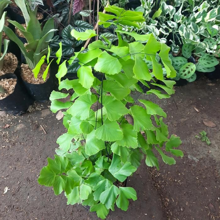 tanaman suplir dollar suplir daun besar