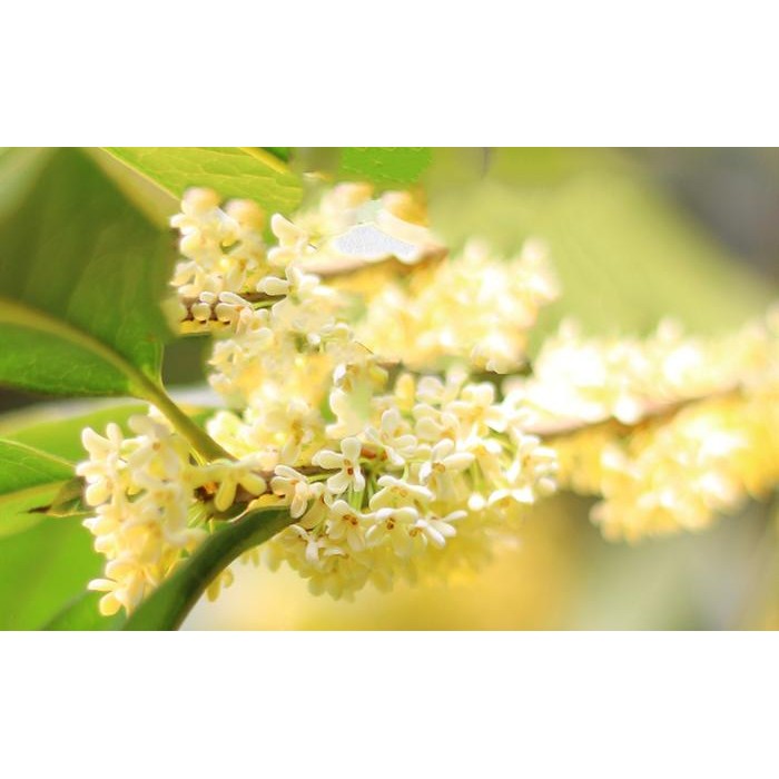 Super Premium Osmanthus Oolong Tea / Teh Osmanthus Oolong Special Blend Tea Paket