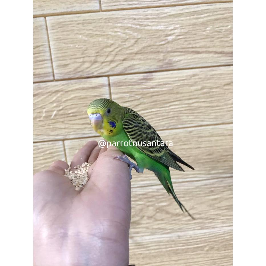 Jayus - Anak Lolohan Burung Parkit Hijau