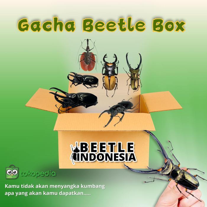 Gacha kumbang asli Indonesia, Serangga peliharaan, kumbang tanduk, kumbang capit.