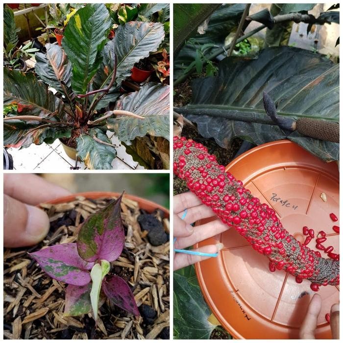 KOMPLIT Biji Benih Anthurium Diamon Pink