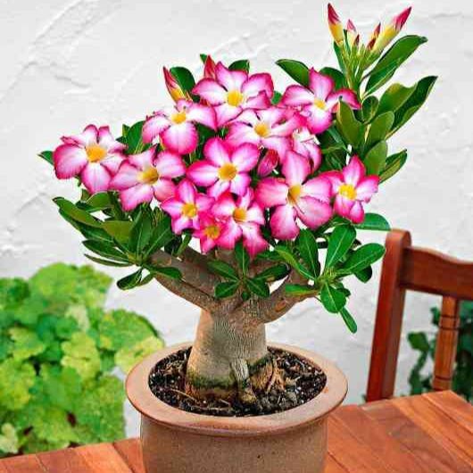 Terlaris - 2 Batang Stek Bibit Bunga Adenium Mix