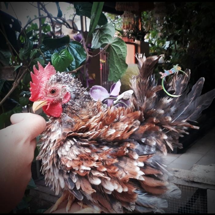 AYAM HIAS(CHOCIN/SERAMA/KATE/POLAND/BATIK/KAPAS/JAMBUL/CHAMOIS)