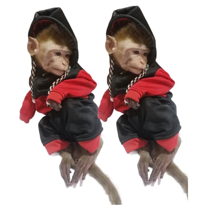 Jaket Hewan Monpai Beruk Lutung
