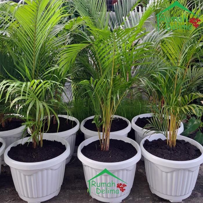 Tanaman Palem Kuning/Palem Kuning Rimbun/Palem Komodor