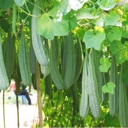 Maknyuss1 Benih Bibit Gambas Oyong Estilo F1 (Buah Lebat Perawatan Mudah) Isi 10 Gram Kadaluarsa