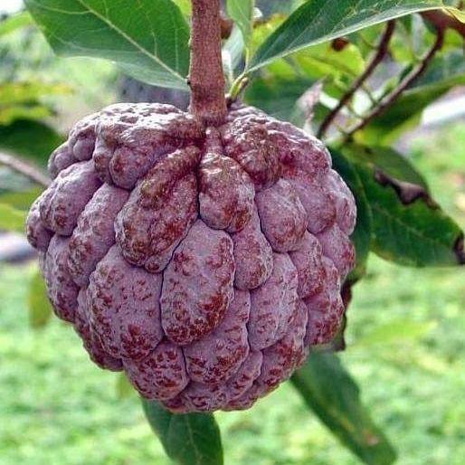 Bibit Srikaya Mulwo Langka/ Bibit Buah Nona Langka/ Srikaya Gundul