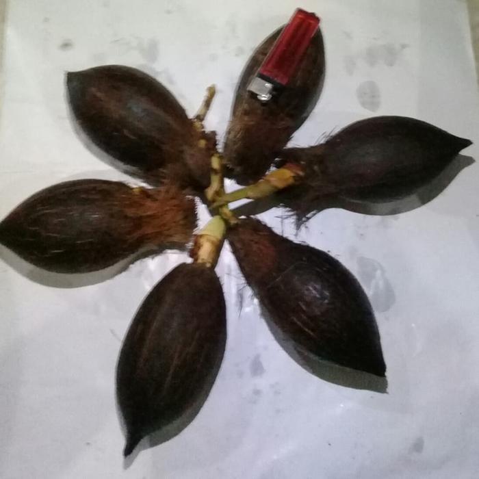 NEW Bonsai kelapa bahan bonsai kelapa gading