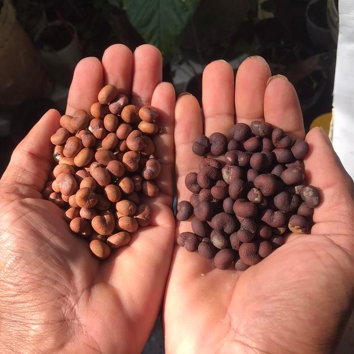 BERKUALITAS biji baobab benih fresh..