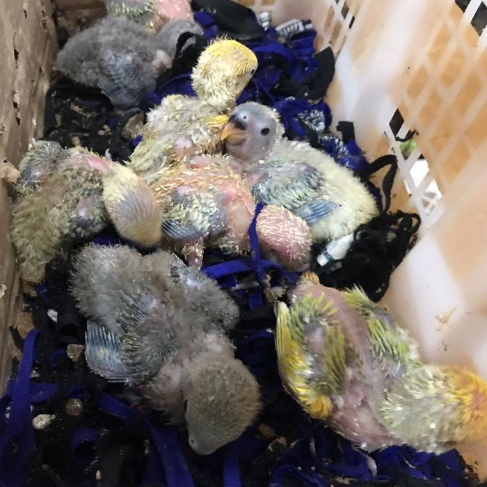TERBARUUU burung lovebird lolohan pilihan