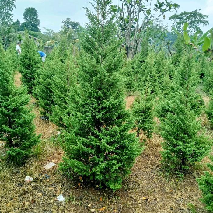 POHON CEMARA NATAL/CEMARA PUAPUA